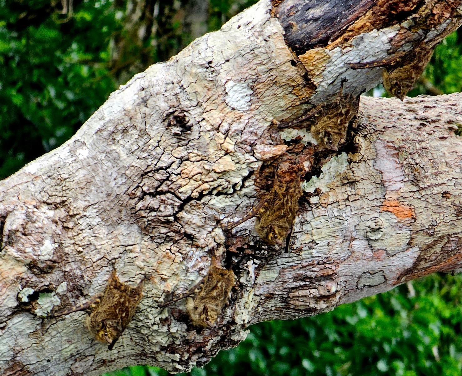 Log with well-camoflauged bats